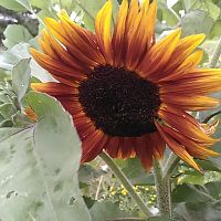 burgundy velvet sunflower