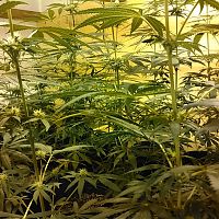 2018 indoor grow