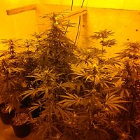 2018 indoor grow