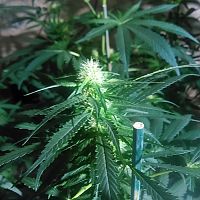 2018 indoor grow