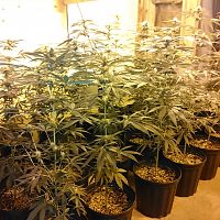 2018 indoor grow