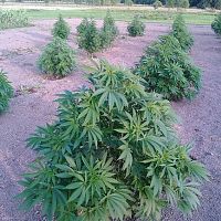 2018 outdoor Medical grow....fully legal