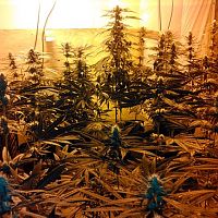 2018 indoor grow