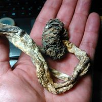 Psilocybin 2018
