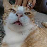Puss Pants again