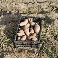 Sweet taters