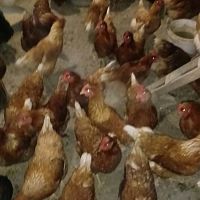 Chickens!