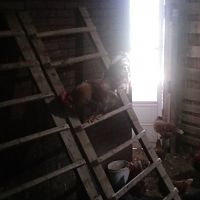Ruler of the roost
