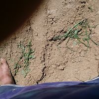 Barefoot farmin'