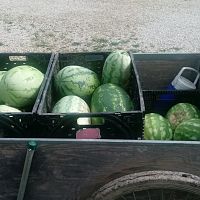 First melon harvest