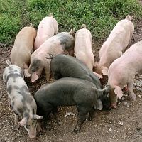Lil pigs