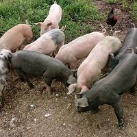 Feeding time