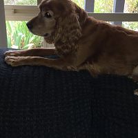 Izzy