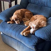 Same chair again