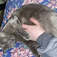 Gizmo playing with my hands