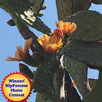 Week Four Photo Contest Winner - Cactus Flower