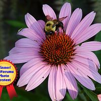 Week 6 Photo Contest Winner Cone Flower by MeAgain