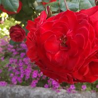 from my garden