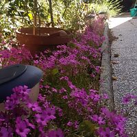 from my garden