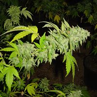 Another huge cola