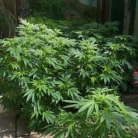Sea of Green