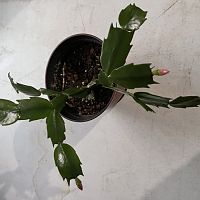 Christmas Cactus that came from a cutting,traveled through the US Mail from Florida and thriving in NJ