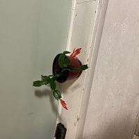 Christmas Cactus that came from a cutting,traveled through the US Mail from Florida and thriving in NJ