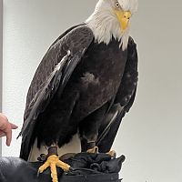 This is rain real eagle I got too see