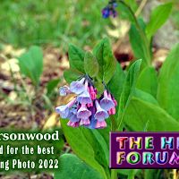 Tyrsonwood