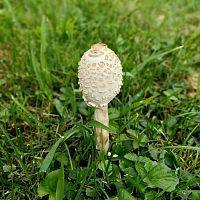 Mushroom