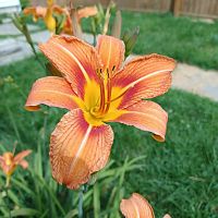 day-lily