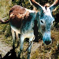 Wise Donkey