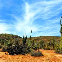 Boojum Trees And Cacti Baja