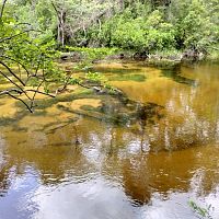 Down by the Creek