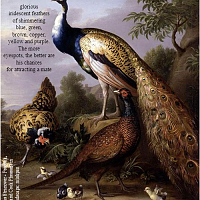 Peacock v Human