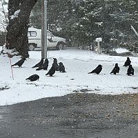 crows/ravens
