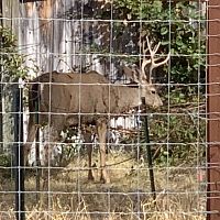 who left the garden gate open?
