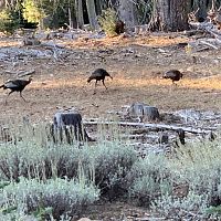 gobblers