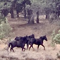 wild horses nearby in Klamath/Siskiyou Mtns..