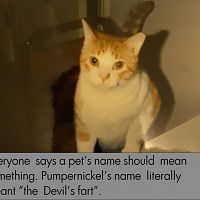 Pumpernickel.