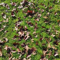 The leaves that were green have...