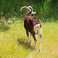 Goat of the Neighborhood