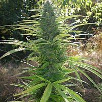 Durban Poison