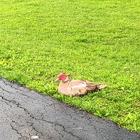 While at the park #10 Muscovy?