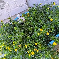 Calibrachoa #2