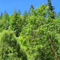 Green Vibrations