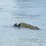 400Sea Otters catching fish in BC