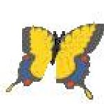 butterfly