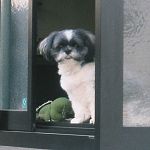 Cute Dog