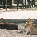 Deer in Japan